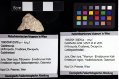 Foto (Objket + Etiketten) von Galatheites aiola (Robins et al., 2016) 